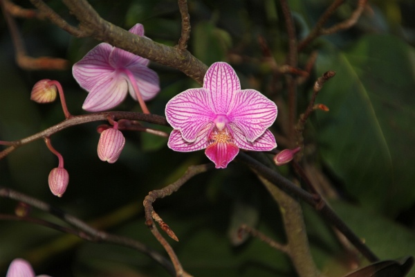 Phalaenopsis   071.jpg